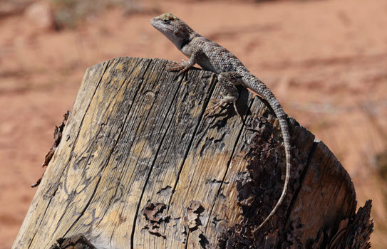 Horseshoe Bend, Page_2k