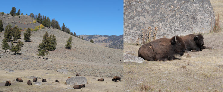 Montana_Büffel_k Montana_Büffel_k