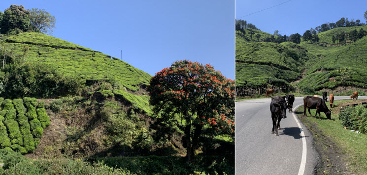 Munnar-Coimbatore_2k Munnar-Coimbatore_2k