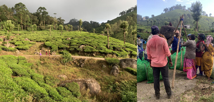 Munnar_3k Munnar_3k