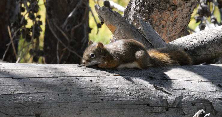 P1001492_Old faithful_4k P1001492_Old faithful_4k