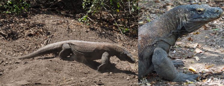 P7315436_Komodo_Varan_k P7315436_Komodo_Varan_k